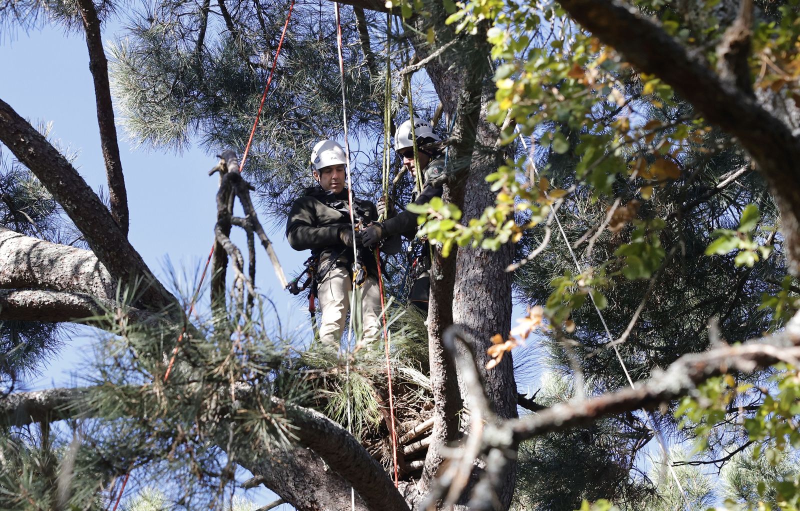 Agentes forestales de altura para proteger las aves amenazadas de Madrid