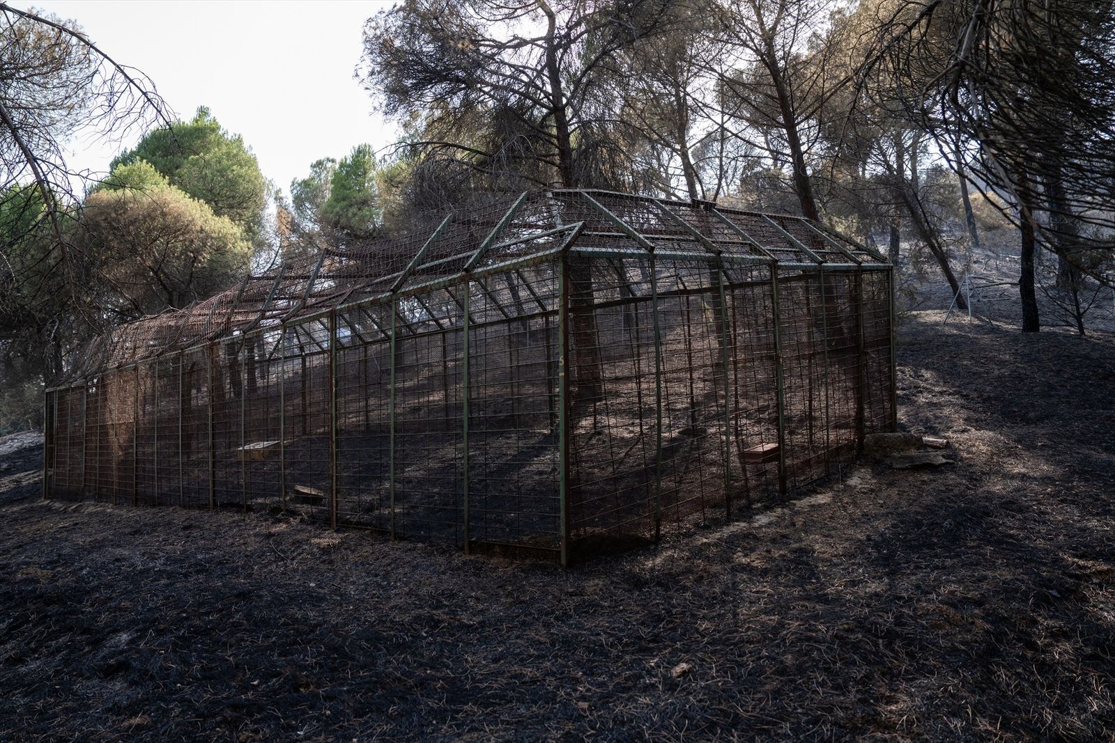 Zonas calcinadas en los alrededores del Pantano de San Juan tras el incendio forestal en la Sierra Oeste de Madrid