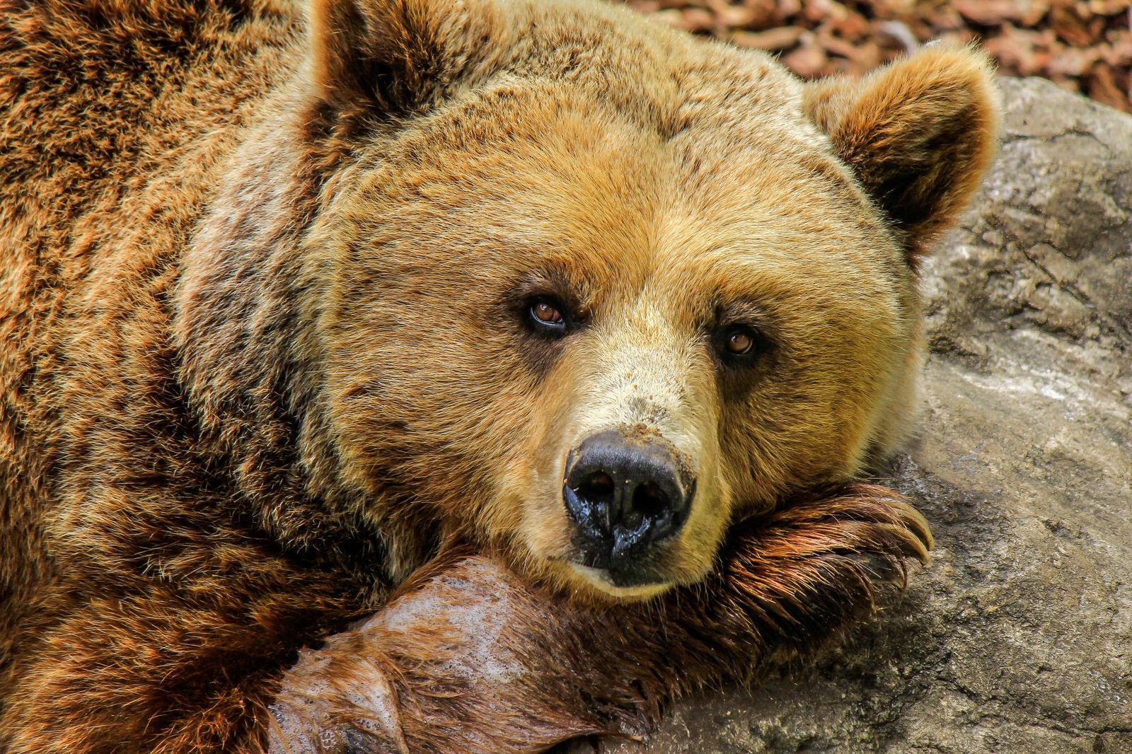 Un oso pardo con la cabeza apoyada en una roca