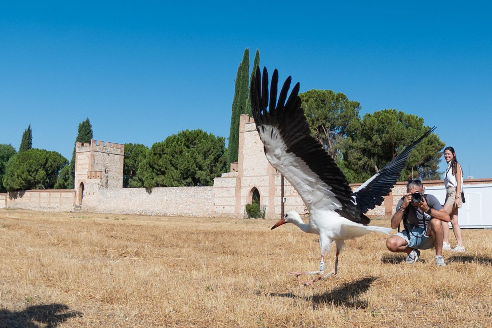 Un joven ejemplar de cigüeña alza el vuelo desde Alcalá de Henares