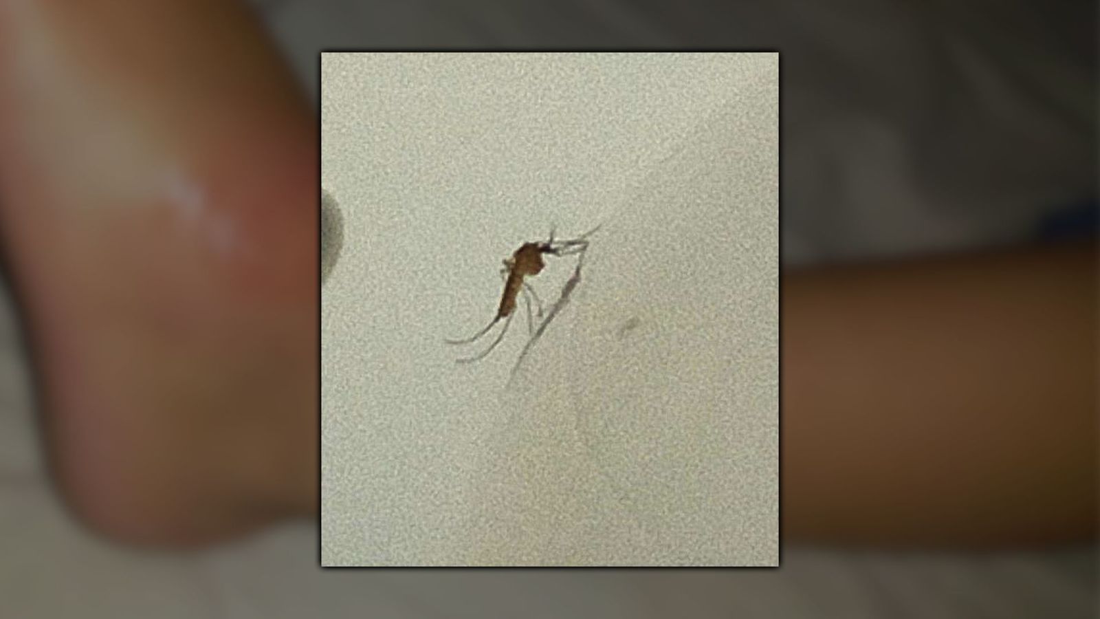 Una plaga de mosquitos invade Arganzuela