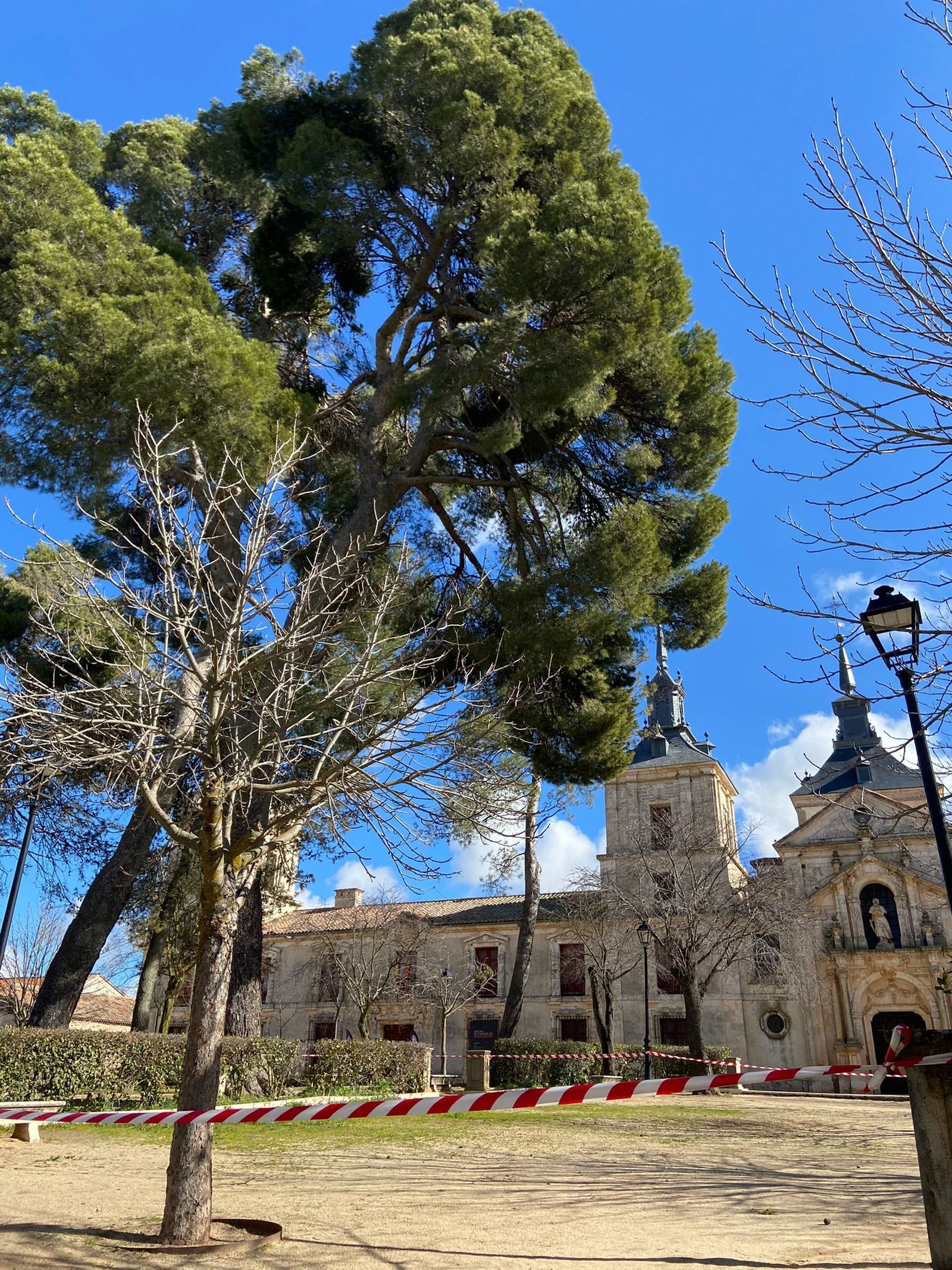 Pino carrasco de Nuevo Baztán, árbol singular de la Comunidad de Madrid