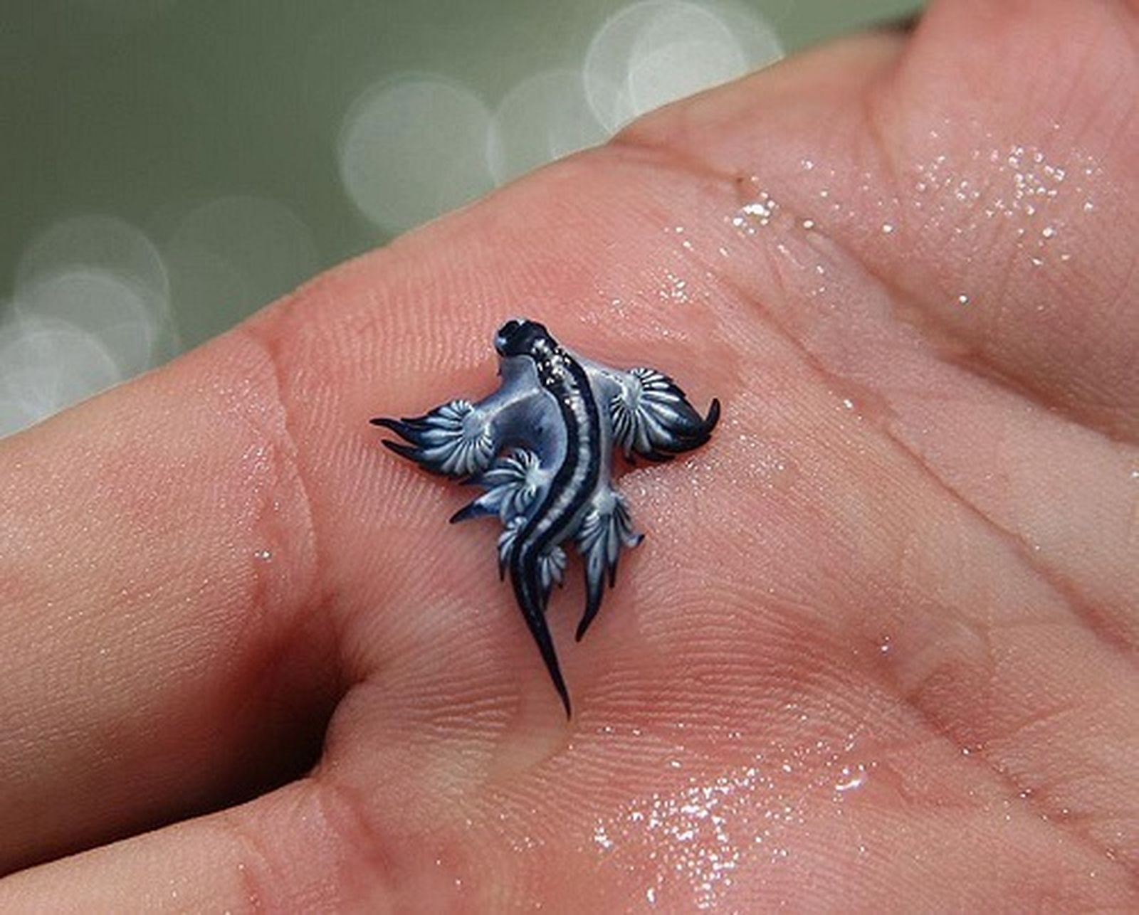 Ejemplar del dragón azul que apareció en un charco de Canet d'en Berenguer (Valencia)