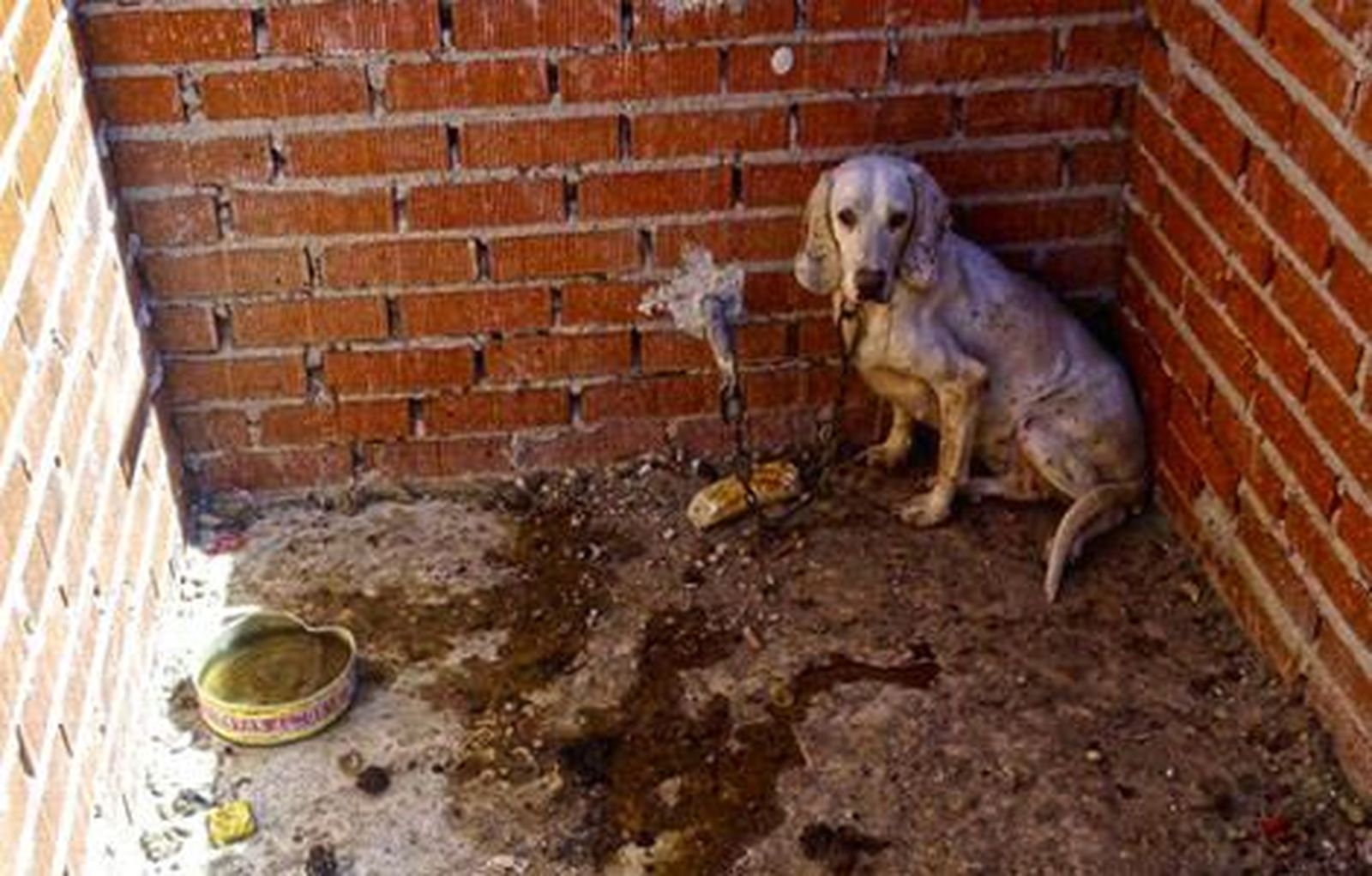 Descubren más de 50 perros famélicos y dos muertos en  Villa del Prado