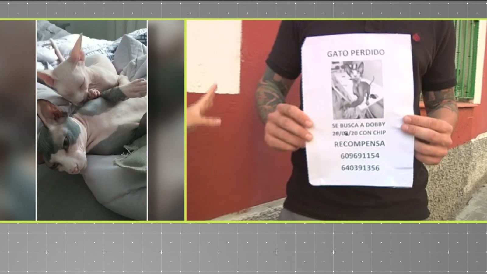Ofrece una recompensa de 500€ por recuperar a su gato desaparecido en Puerta del Ángel