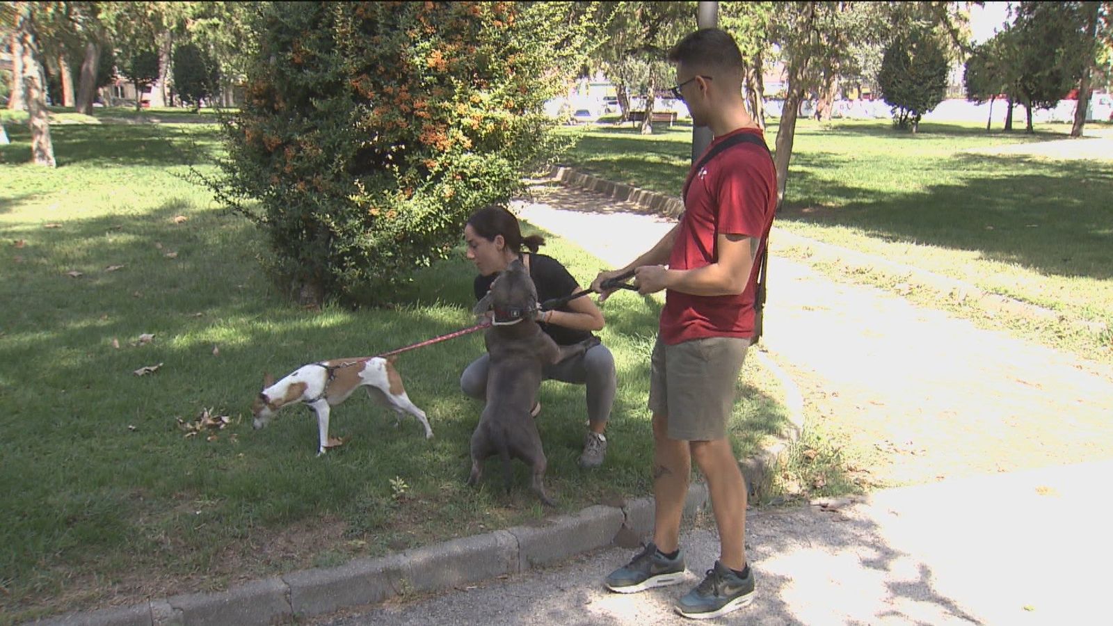 El seguro obligatorio para perros entrará en vigor a finales de septiembre a nivel nacional