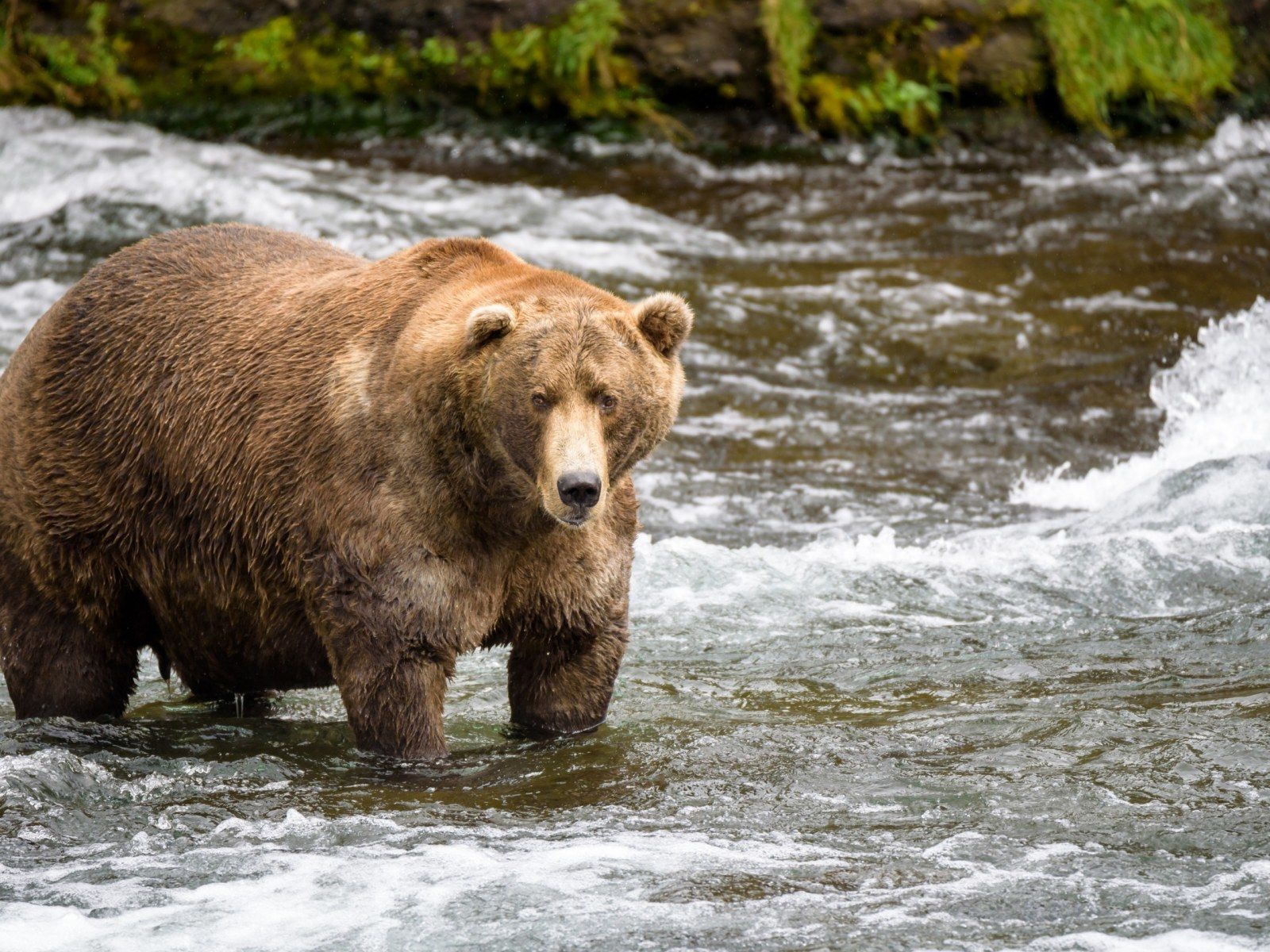 Osos  del parque Katmai a punto de comenzar su hibernación