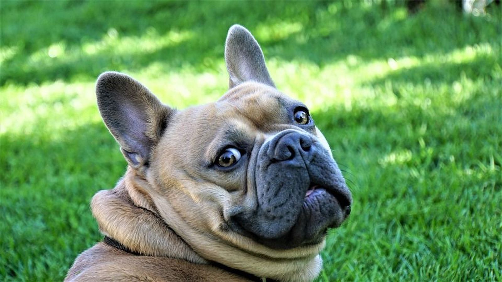 ¿Es posible convivir con una mascota si tienes alergia?
