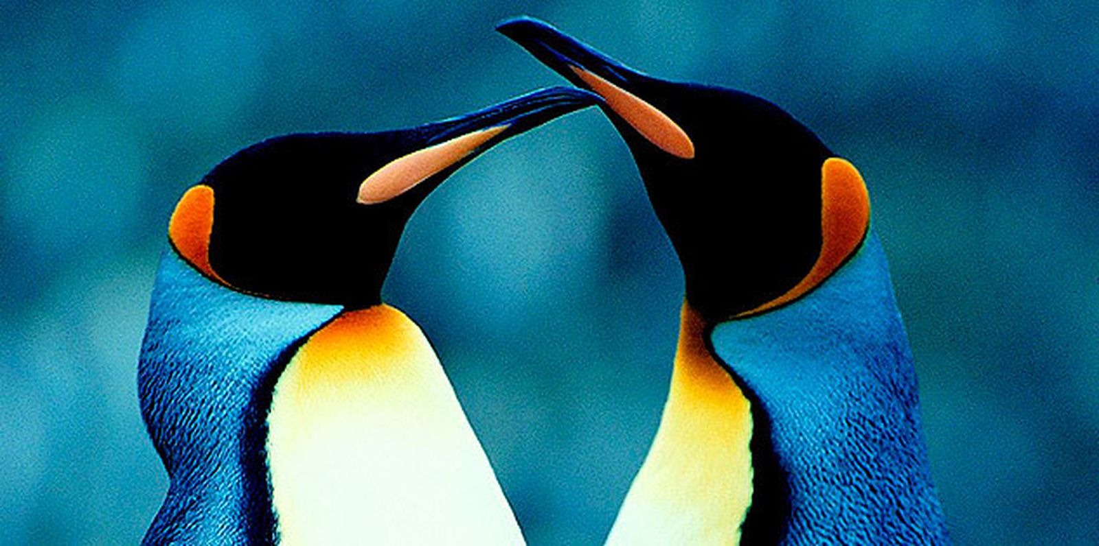 Pareja de pingüinos rey