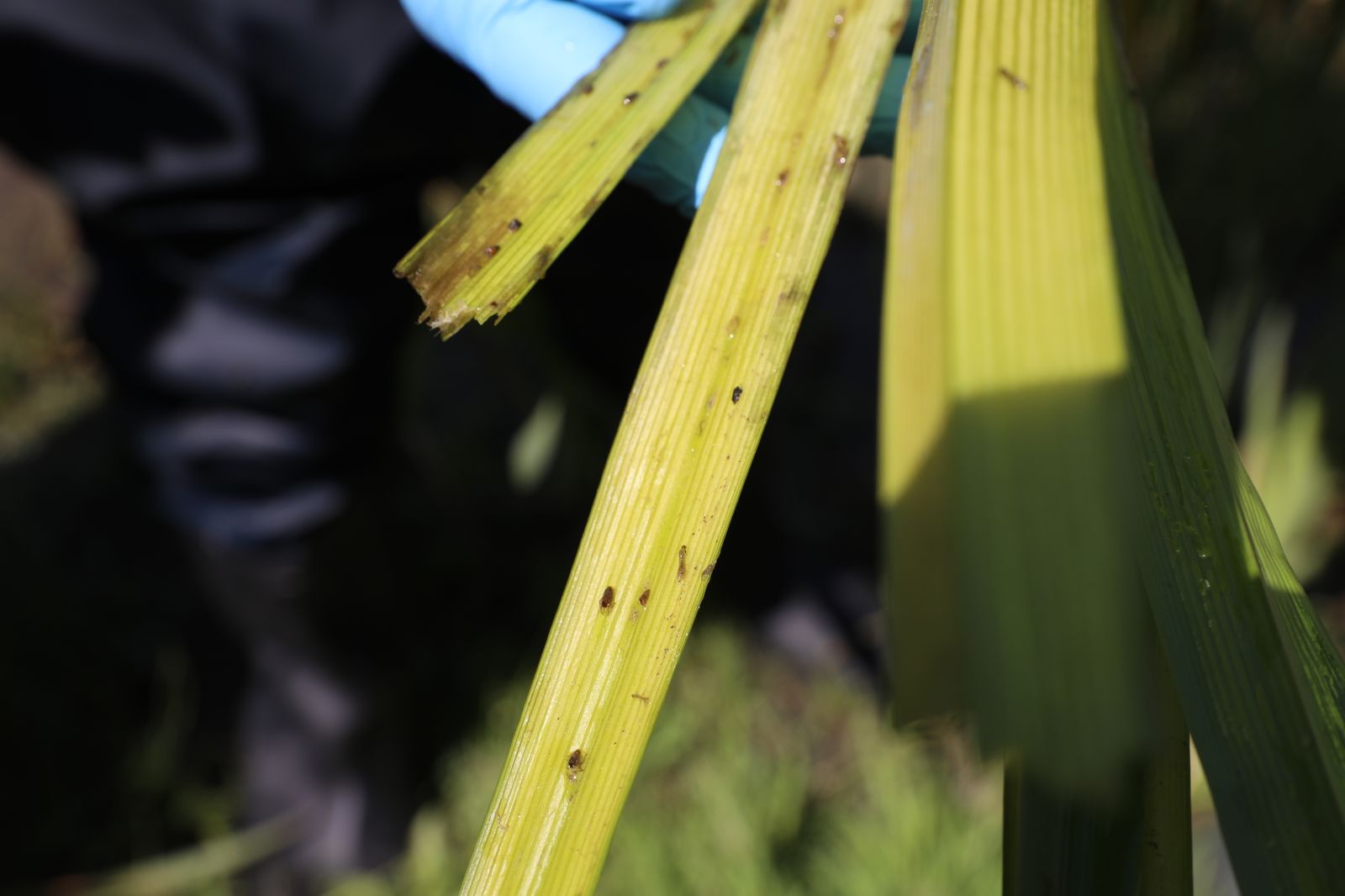 Larvas de mosca negra fijadas a la vegetación del río Manzanares