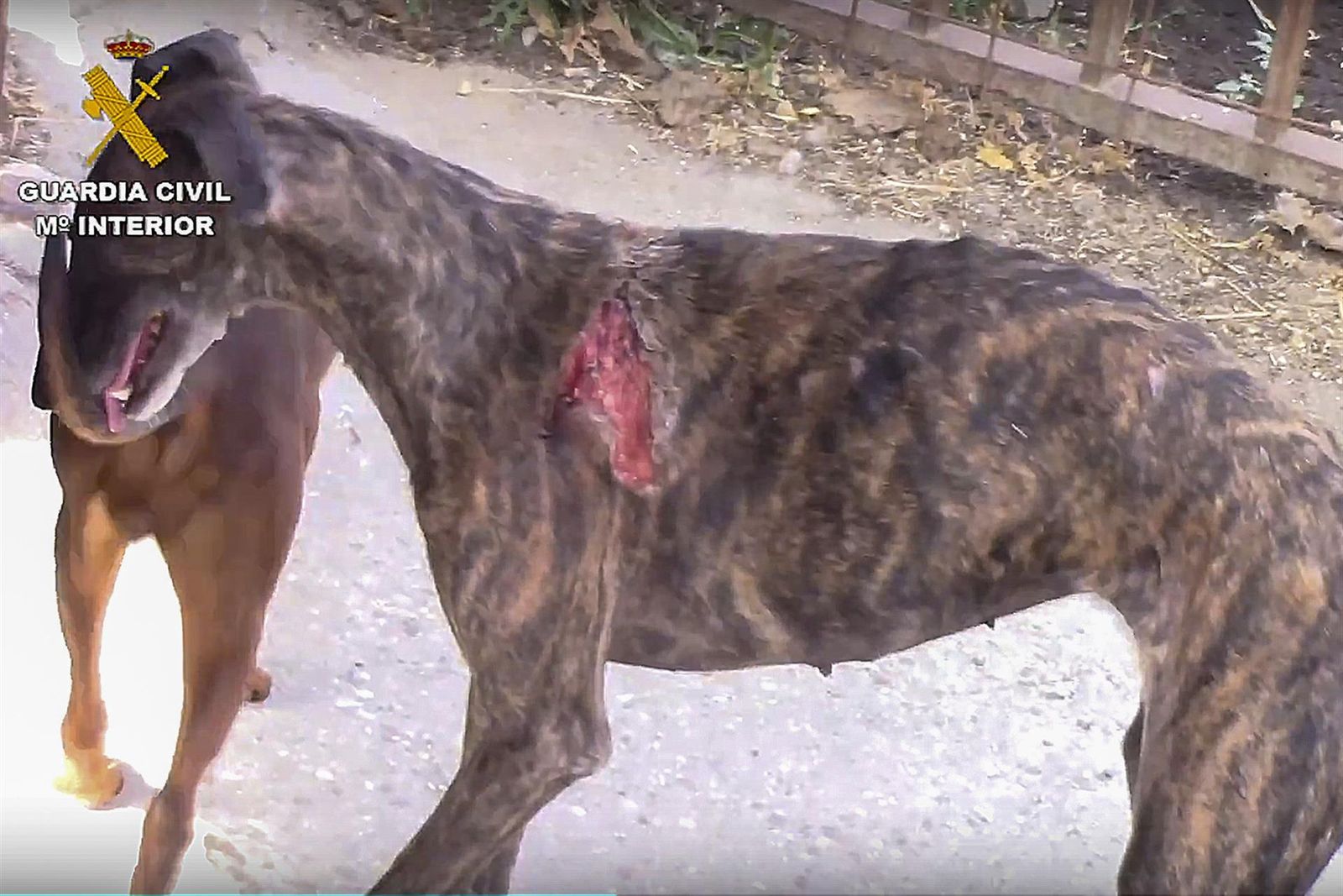 Uno de los animales rescatados por el SEPRONA en la empresa que los desangraba
