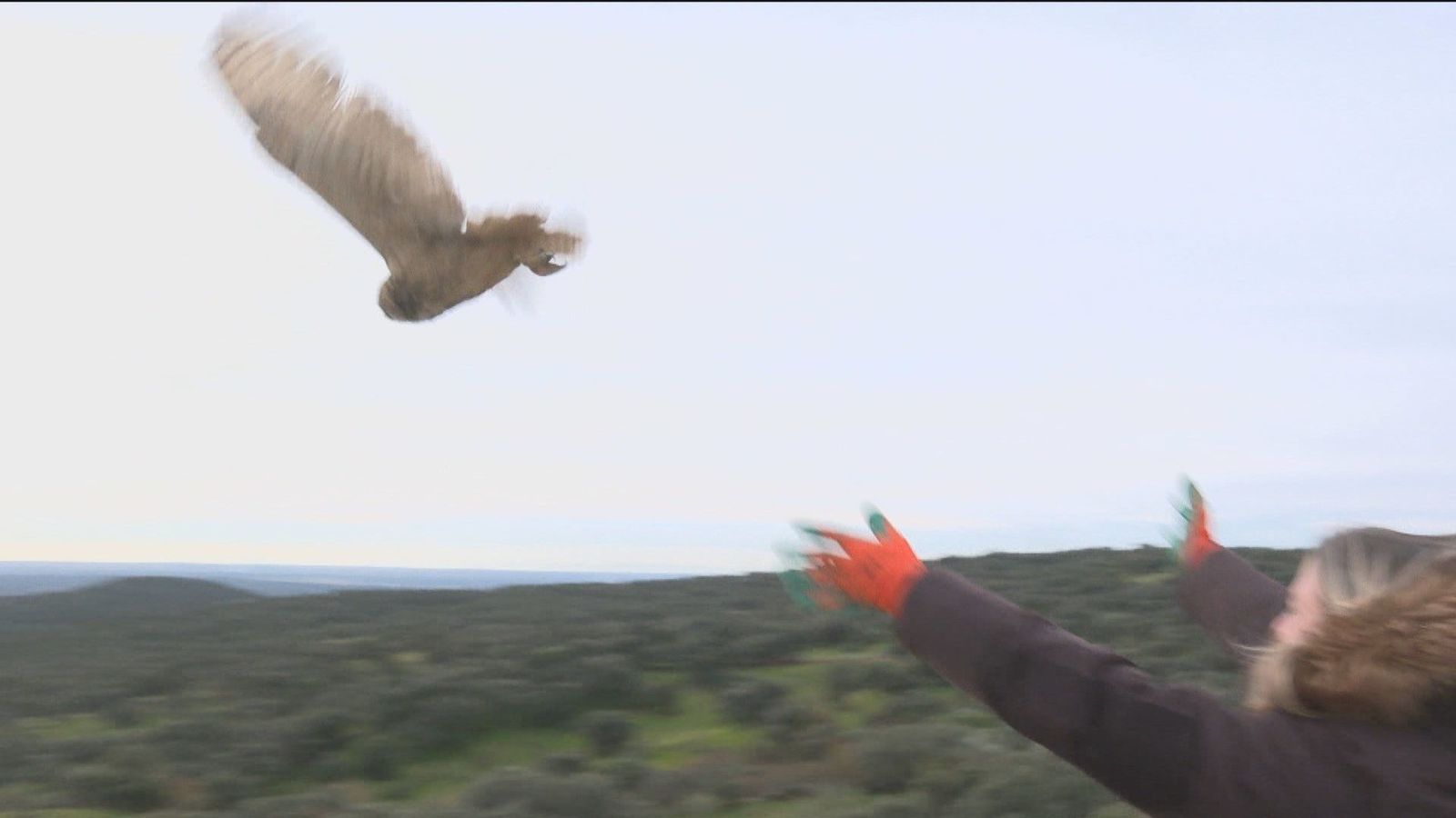 Volver a volar tras pasar por el CRAS de Tres Cantos