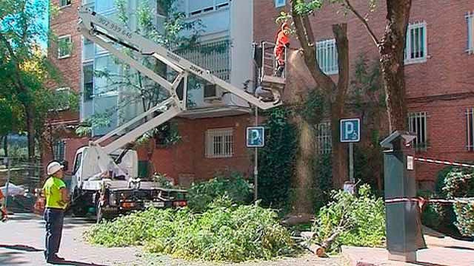 Arranca el plan de regeneración del arbolado en la Colonia del Manzanares