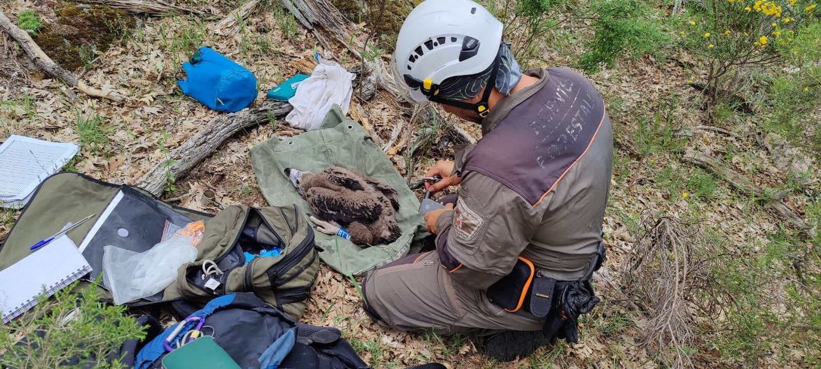 Un agente forestal realiza el anillamiento de un ejemplar joven de buitre negro