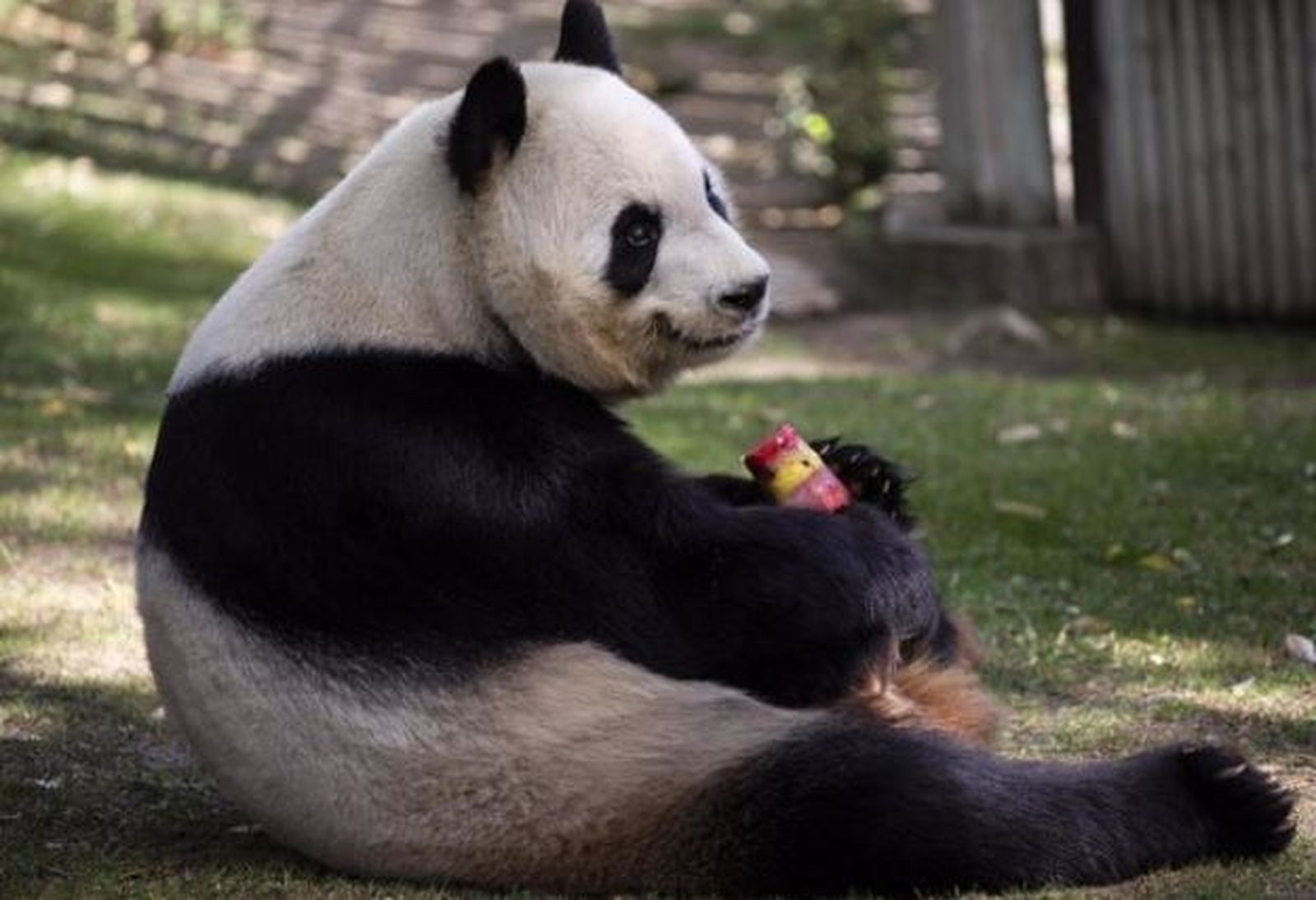 Los animales del Zoo Aquarium de Madrid combaten la ola de calor con helados, aspersores y aire acondicionado