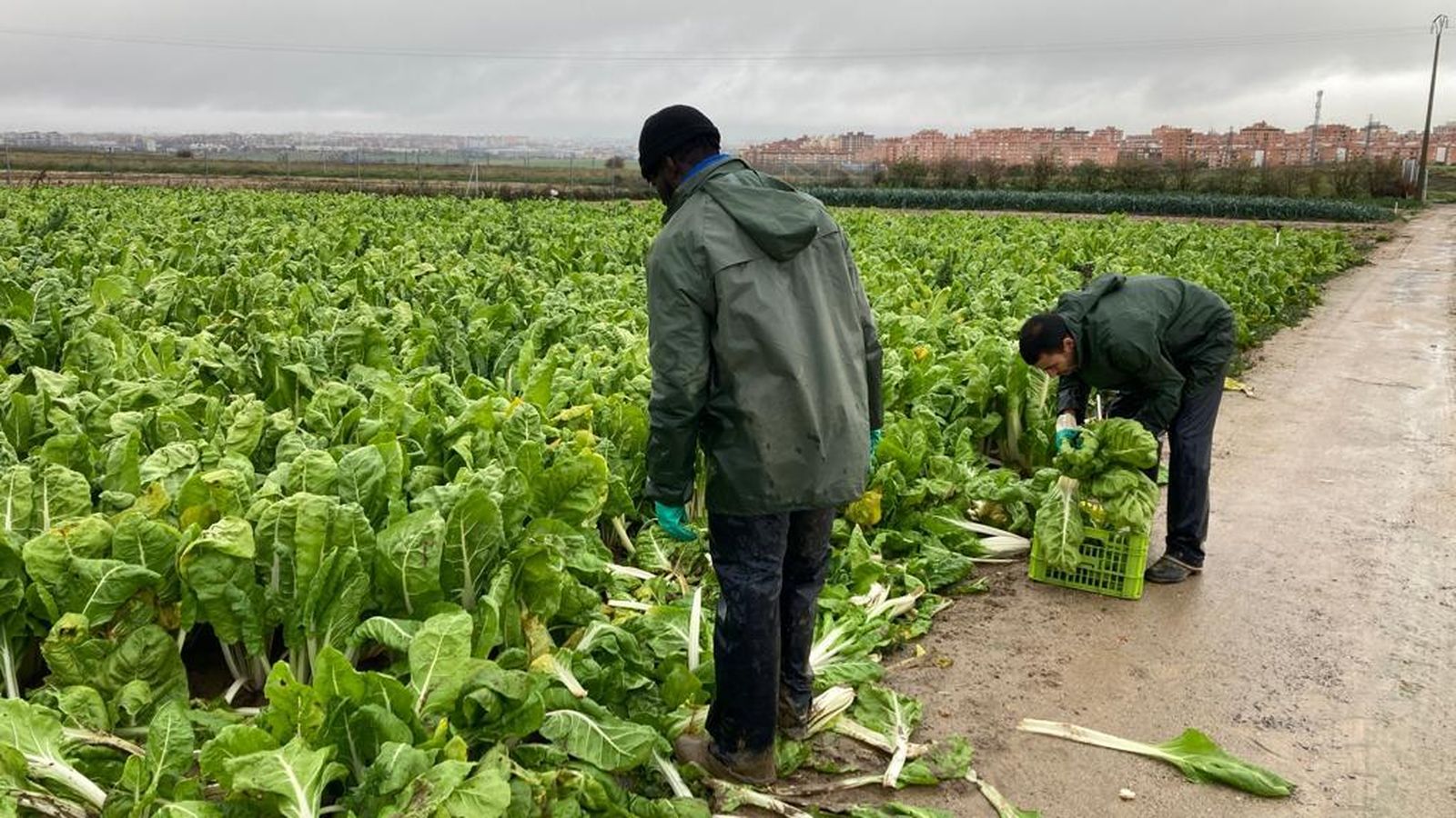 Recogida de acelgas en el Parque Agrario de Fuenlabrada