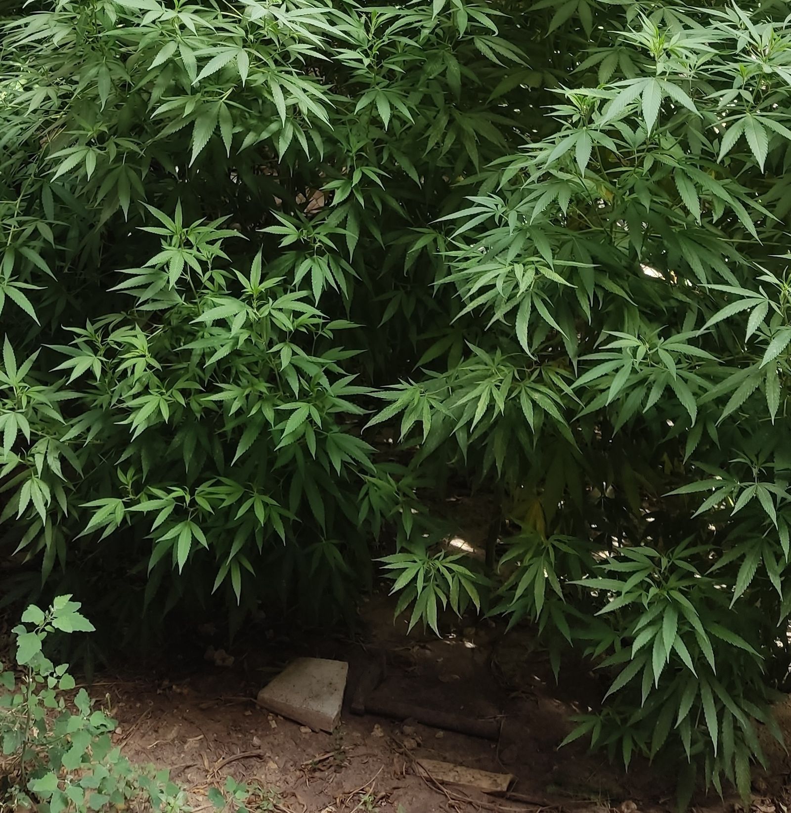 Plantación de marihuana