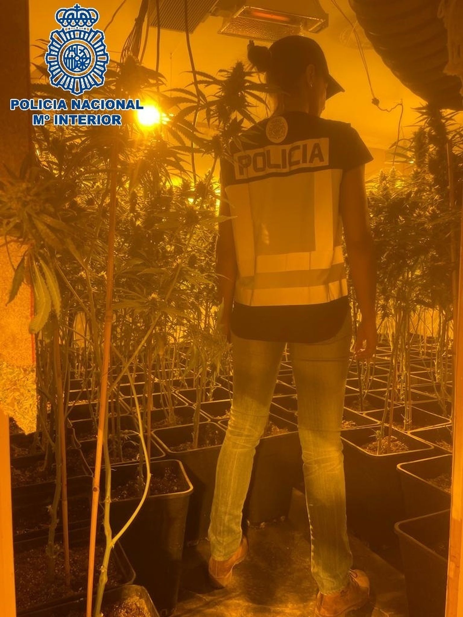 Desmantelada una plantación  indoor de marihuana en un chalé de Algete