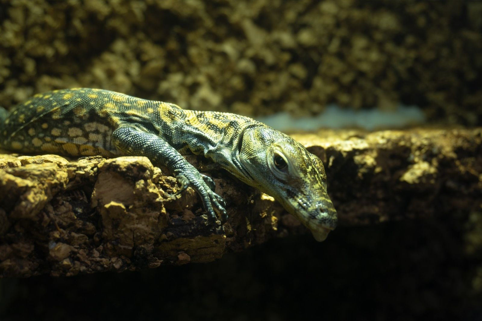 Llega la mayor exposición de reptiles y peces a la Casa de Campo