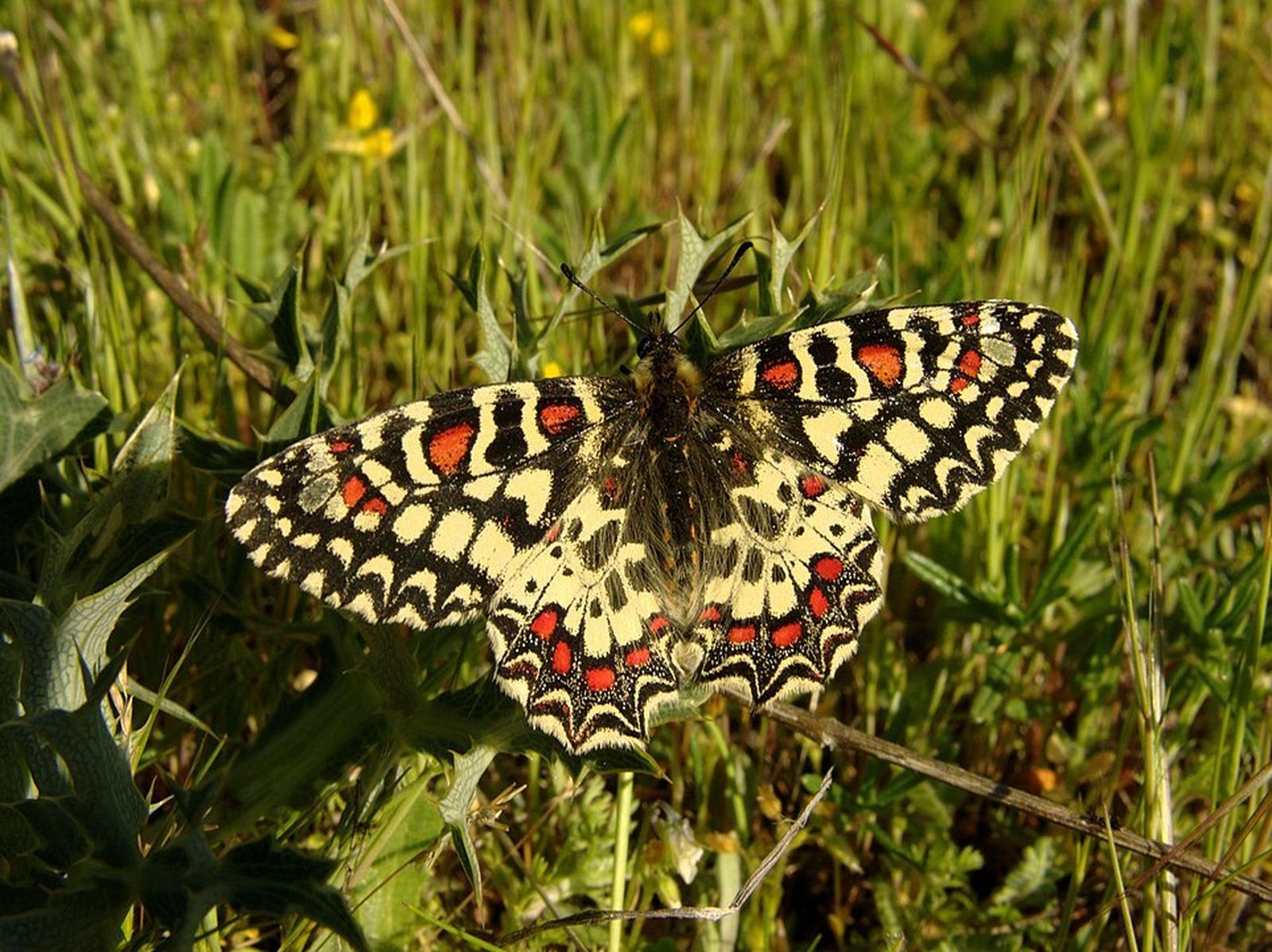 Zerynthia rumina, mariposa de gran tamaño que se puede observar en la reserva de Ontígola-El Regajal