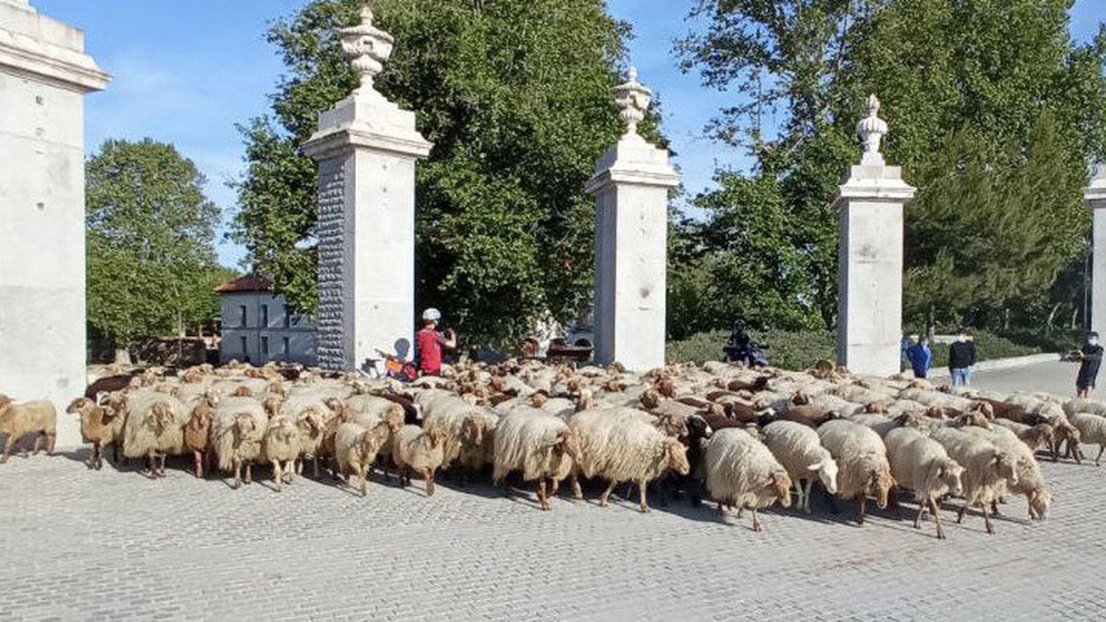 Salida del rebaño de Los Apisquillos desde la Casa de Campo de vuelta a Puebla de la Sierra
