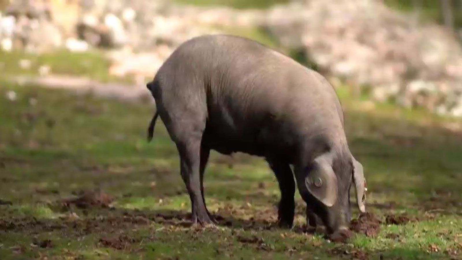 Sube el precio de la carne de cerdo