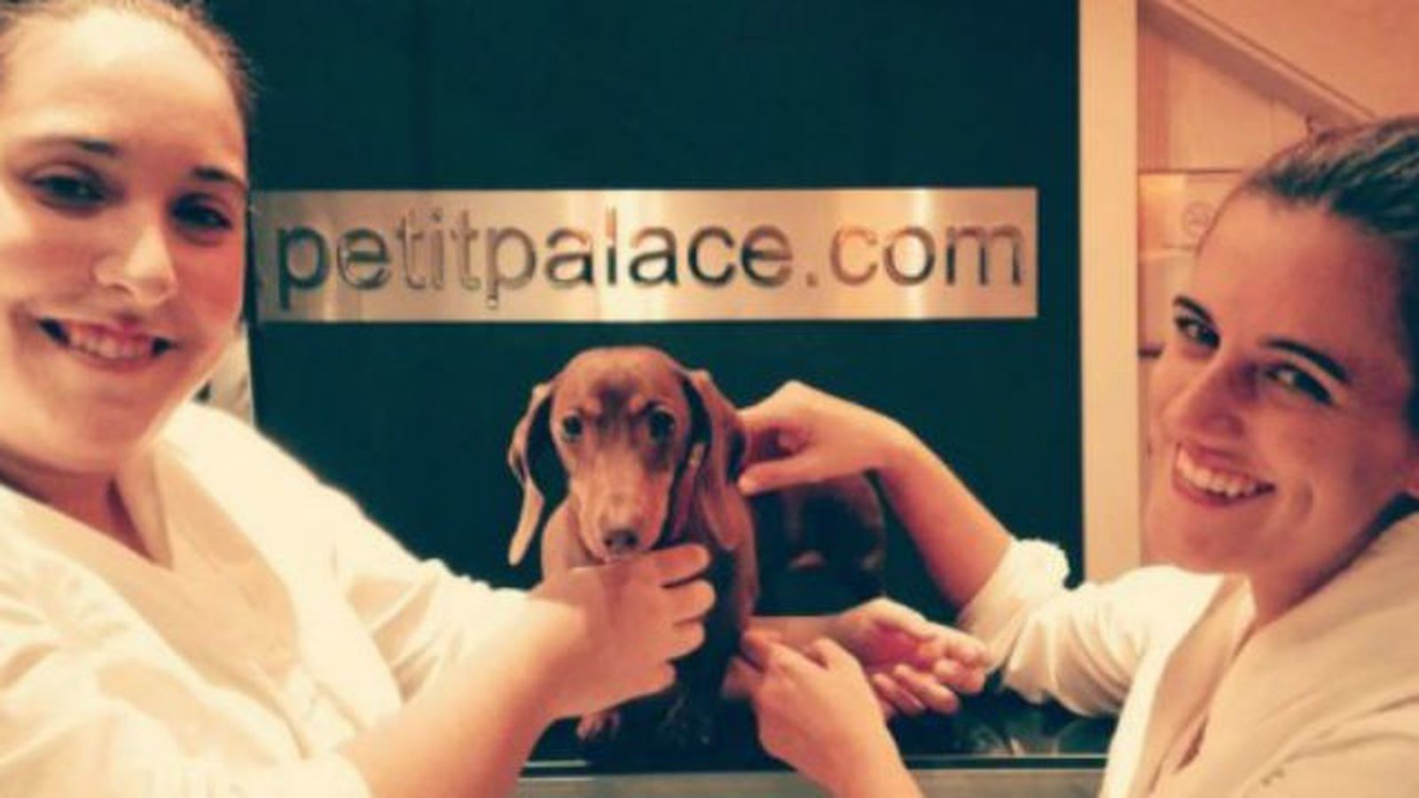 En este hotel los perros tienen cama, juguetes y chucherías