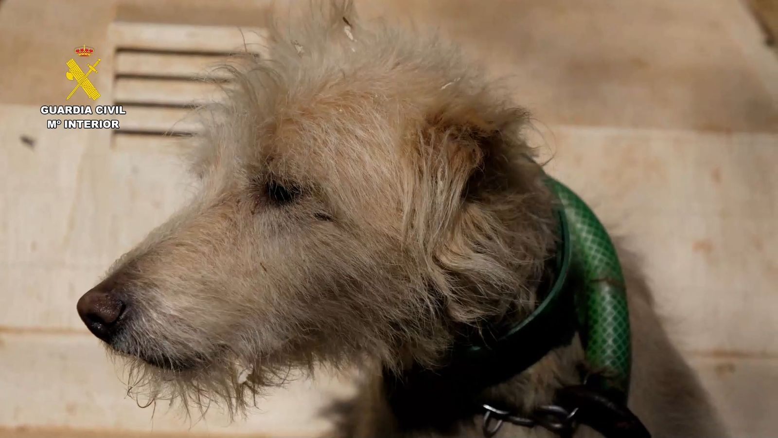 Más de medio centenar de investigados por mutilar orejas y rabos a 1.111 perros