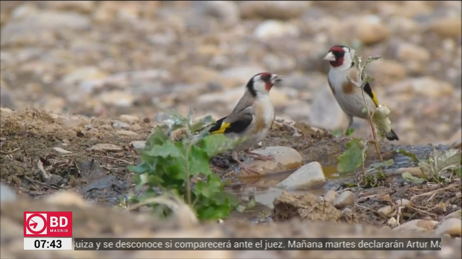Cazadores furtivos