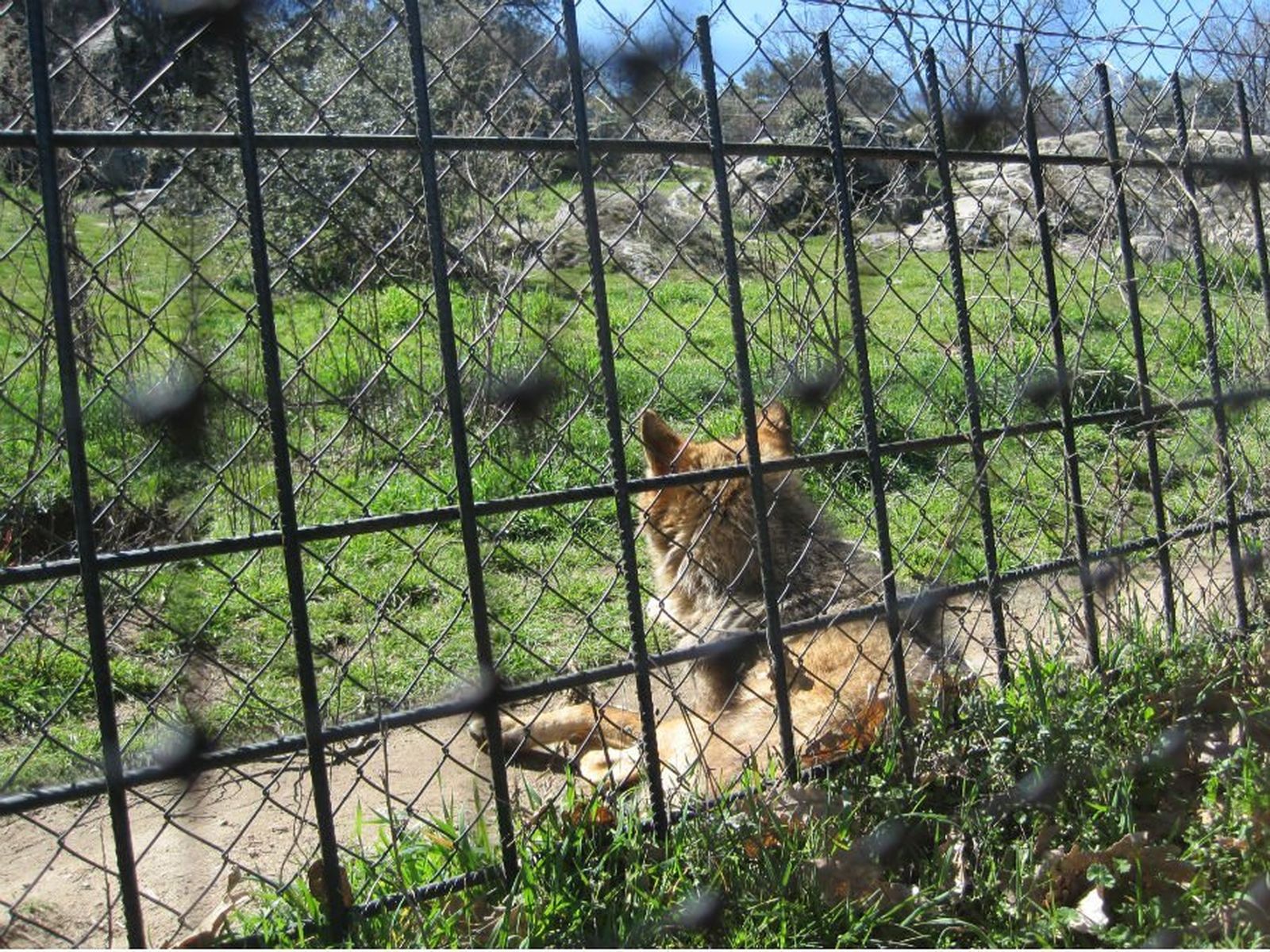 Visitamos el Centro de Recuperación de Animales en Villanueva de la Cañada