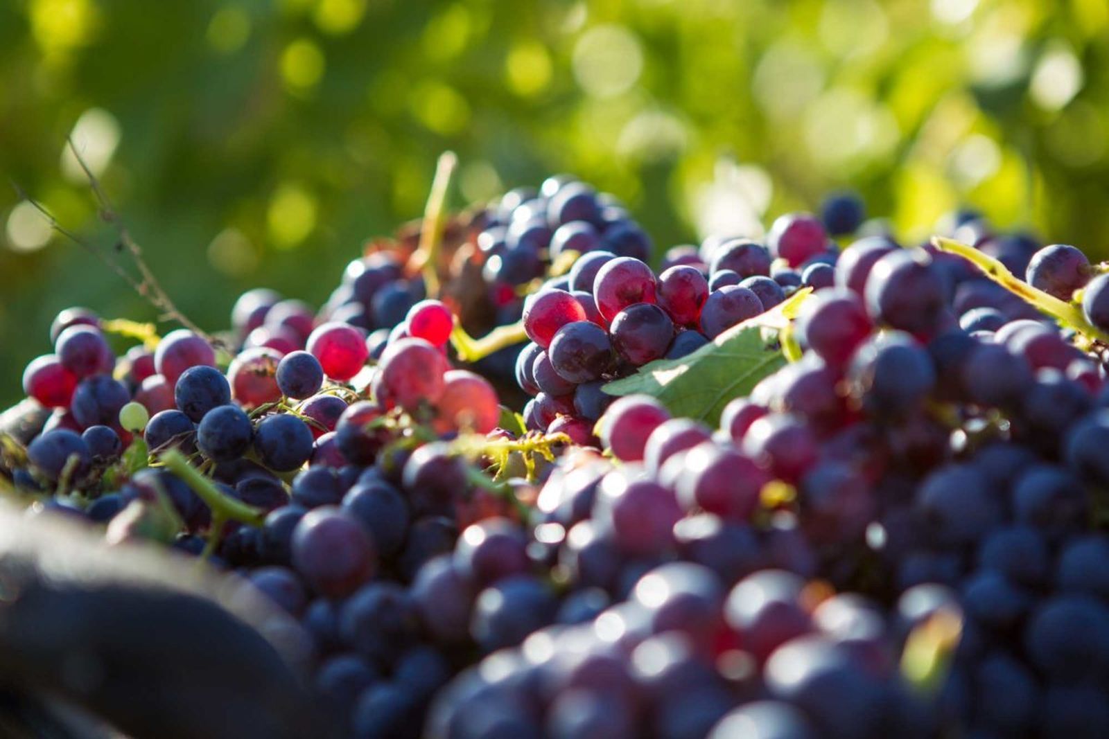 Uvas de una de las subzonas de Vinos de Madrid