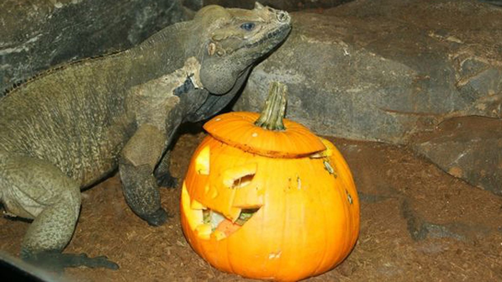 calabaza_21345