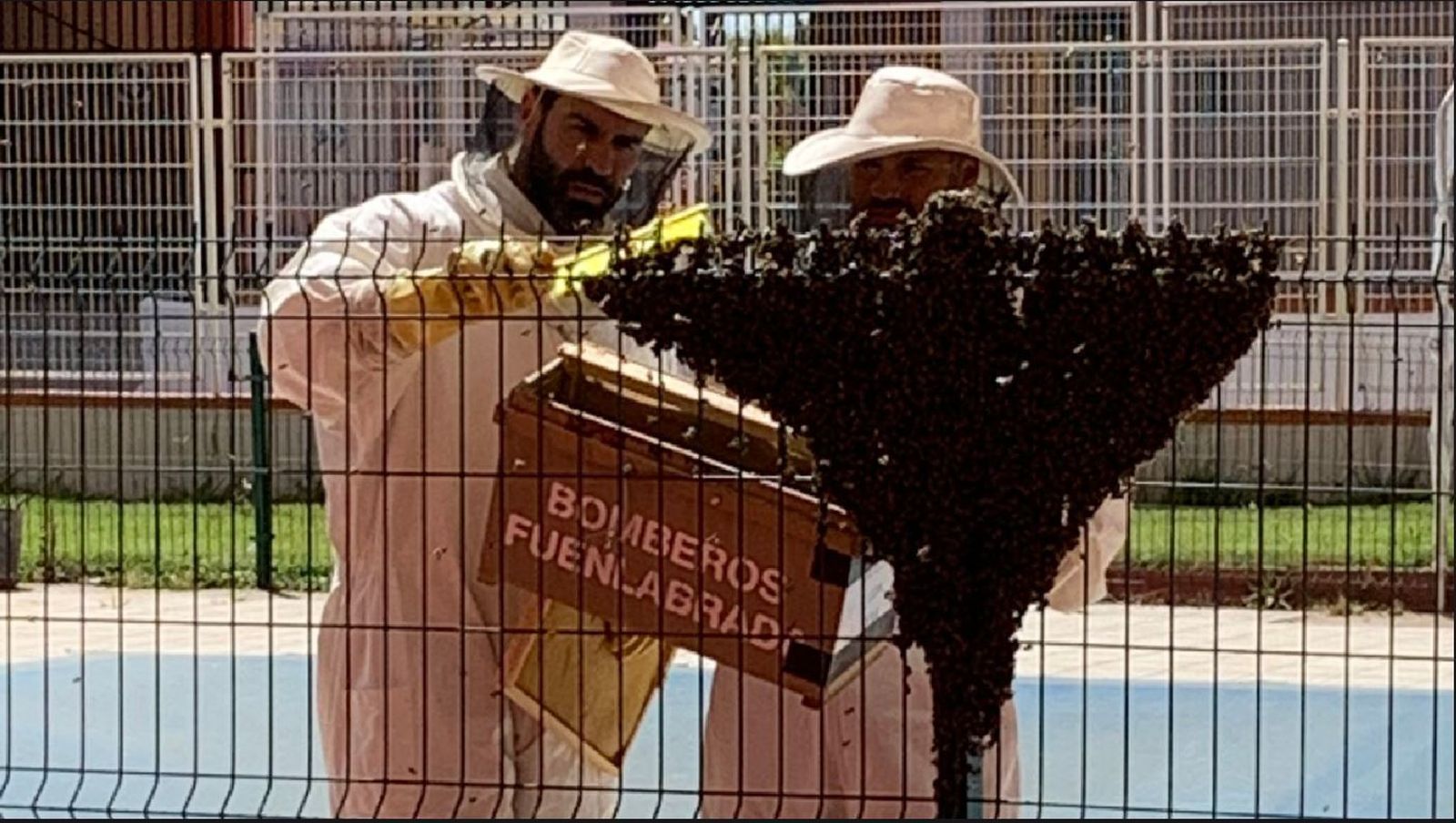 Enjambre de abejas