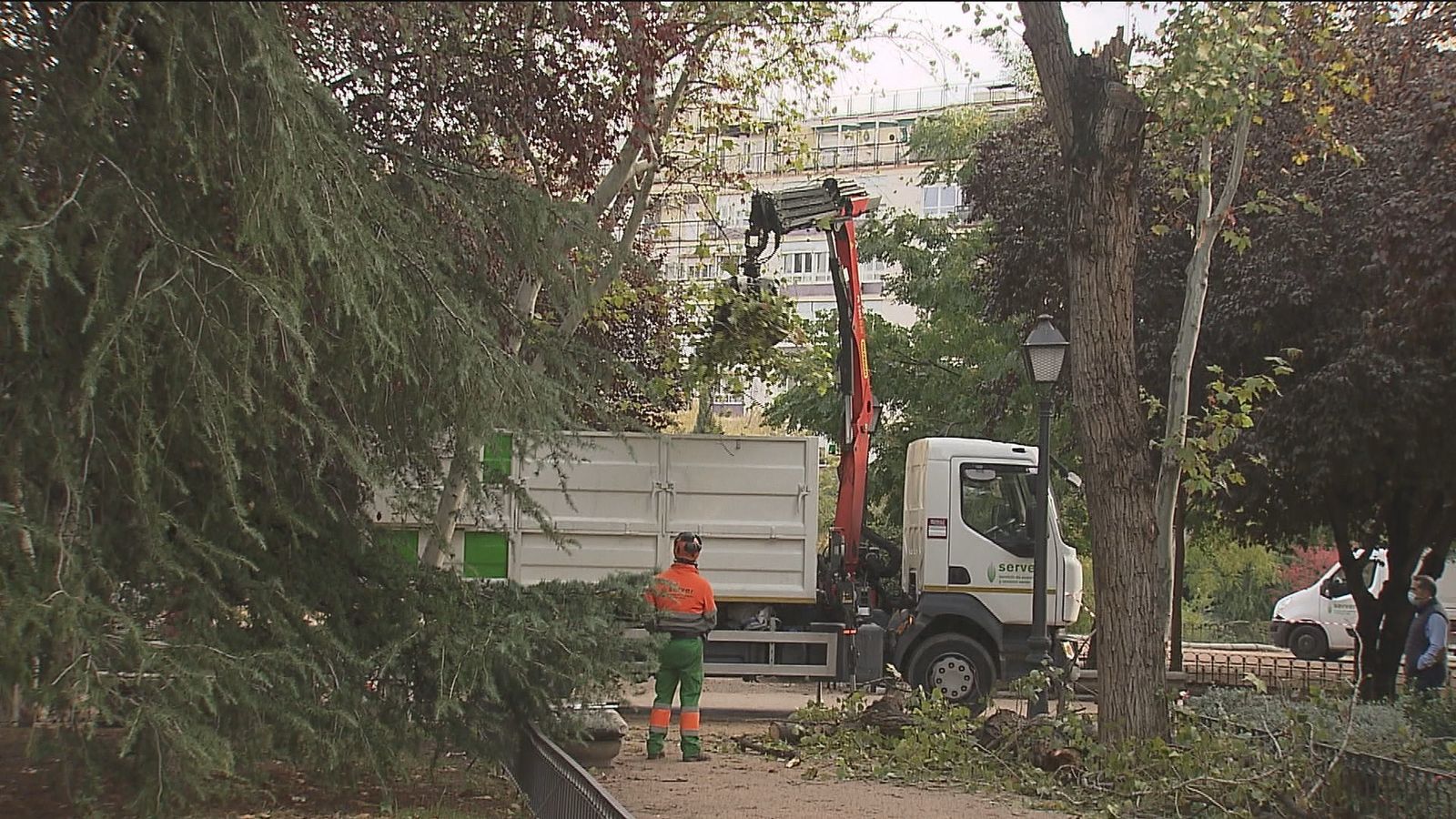 Un árbol talado por los daños sufridos por la tormenta Bárbara