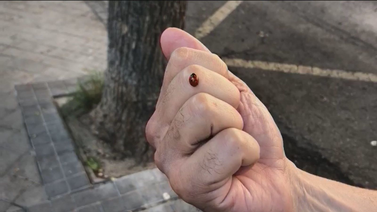 Leganés lucha contra las plagas sin recurrir a insecticidas