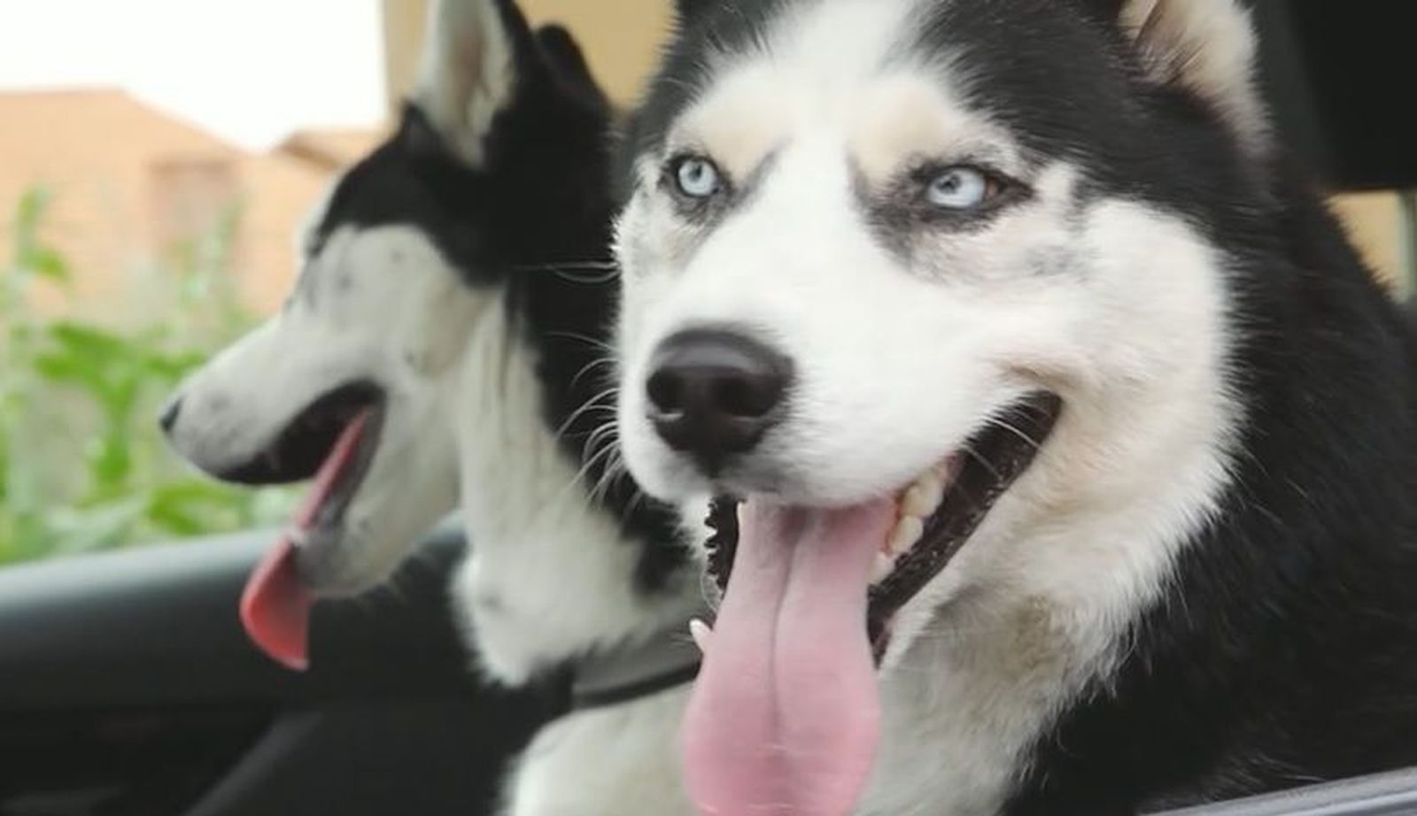 Max y Bombón, los perros madrileños que hablan