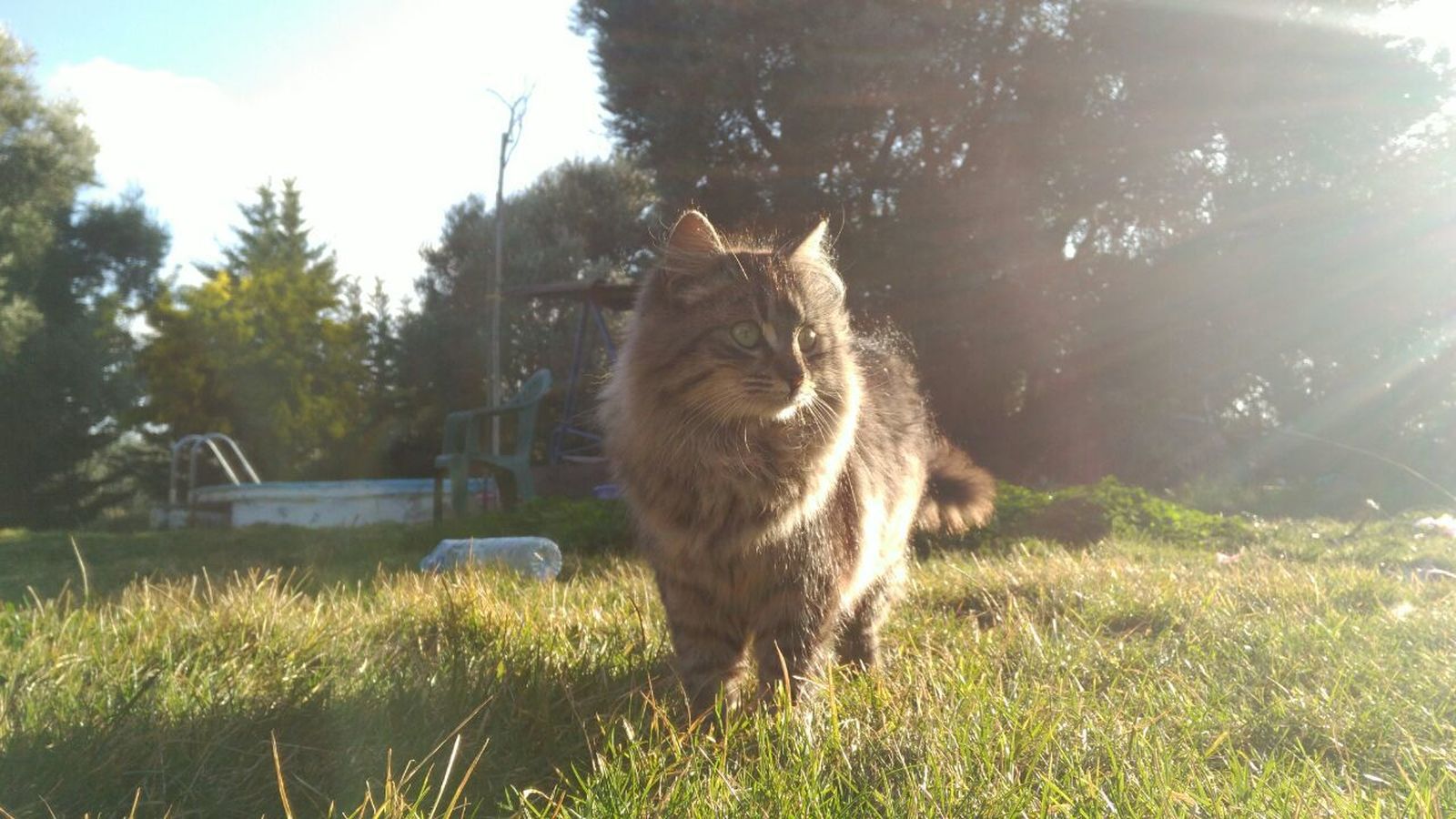 Galería de gatos
