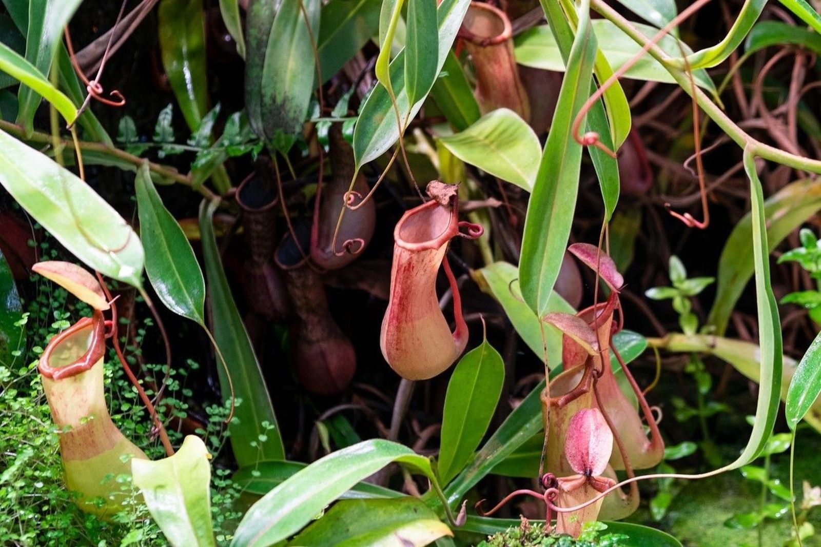 Una planta carnívora, posible ayuda para las personas celiacas