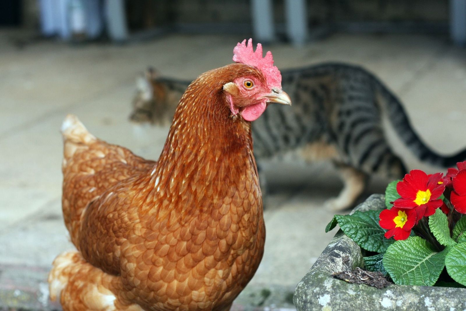¿Gatos con gripe aviar? La OMS estudia el riesgo de contagio a humanos