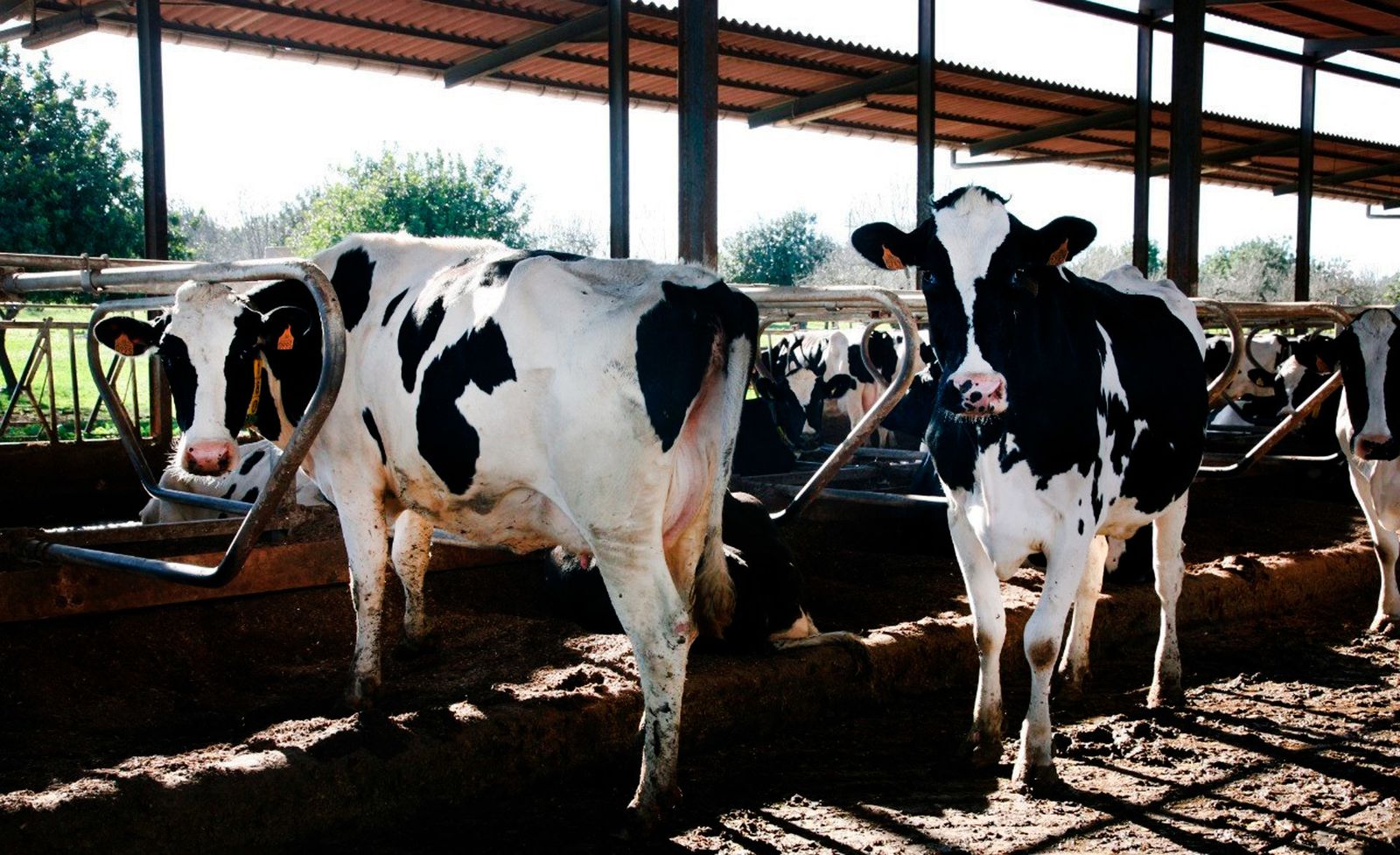 Vacas en una explotación ganadera