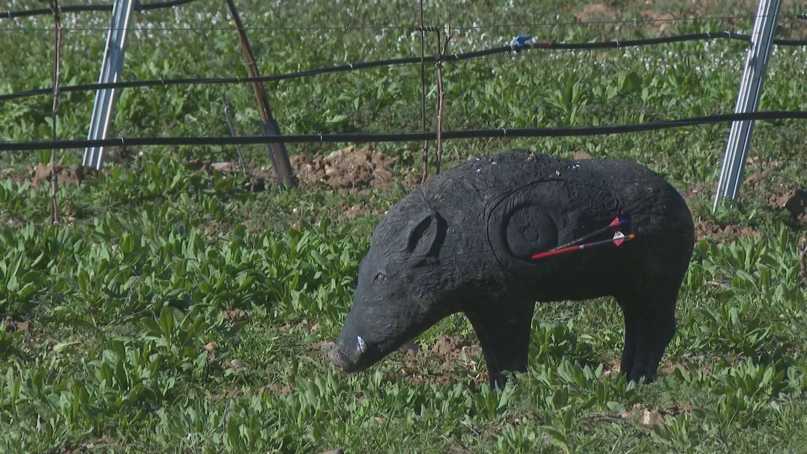 Madrid captura más de 9.000 jabalíes para ayudar a la conservación de cultivos agrícolas