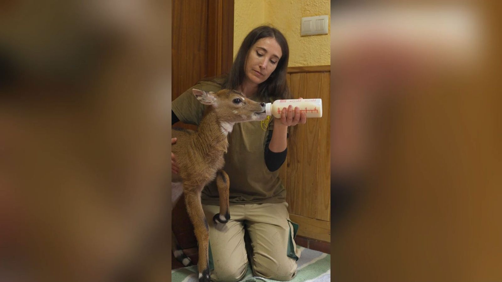 Nace una cría de Nilgo en Safari Madrid, el antílope más grande de Asia