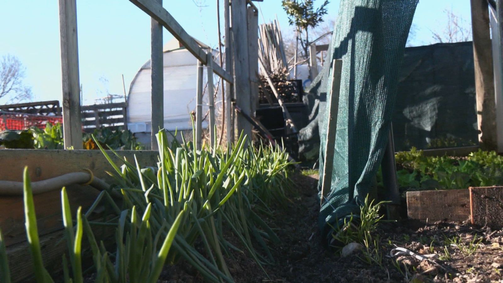 Grelos, calçots y otros productos de los huertos de España en Alcorcón