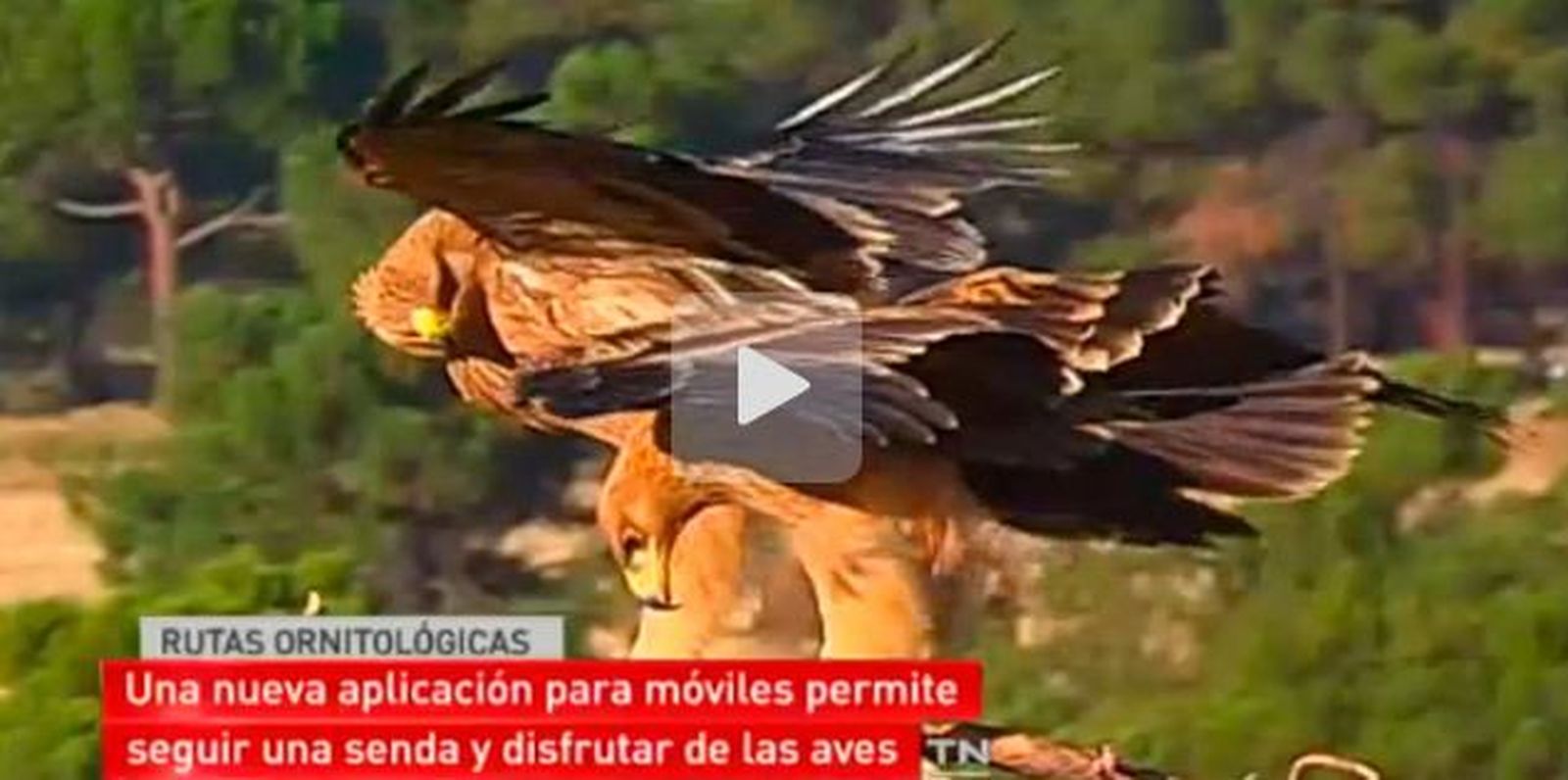Nace 'Ornivías', una aplicación móvil para rutas ornitológicas por la Comunidad de Madrid