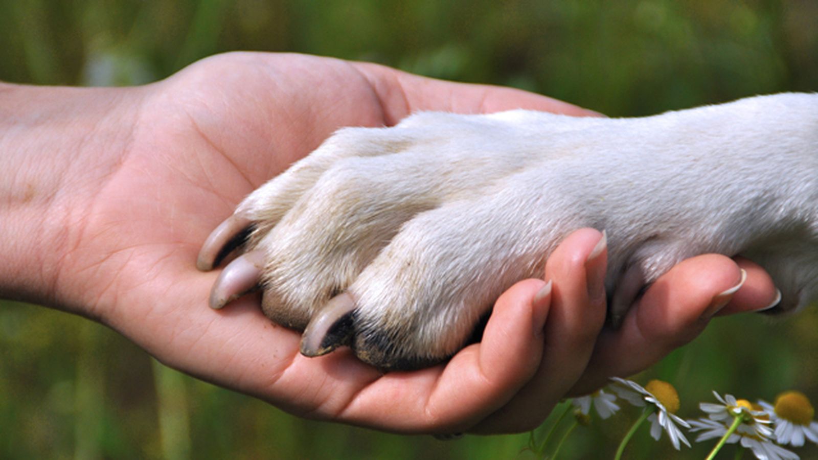 La Comunidad de Madrid registra las cifras más bajas de abandono de mascotas
