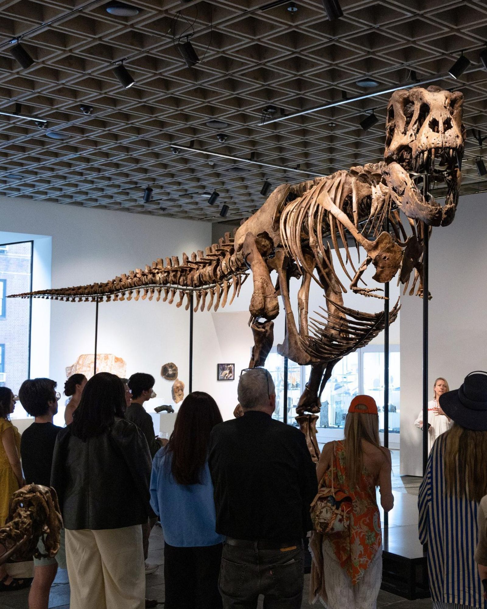 'Gus', el fósil de dinosaurio T-Rex