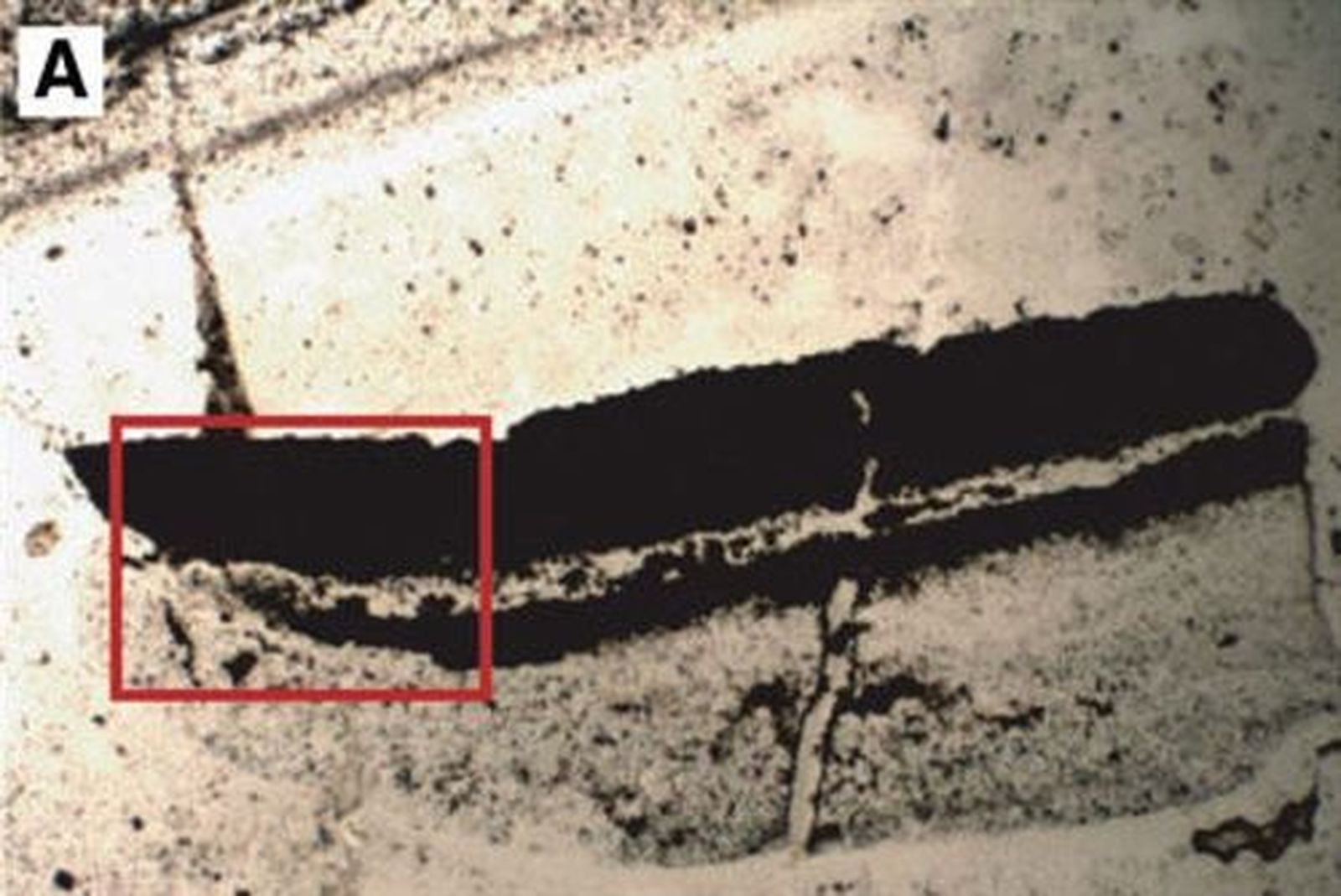 signosdevida