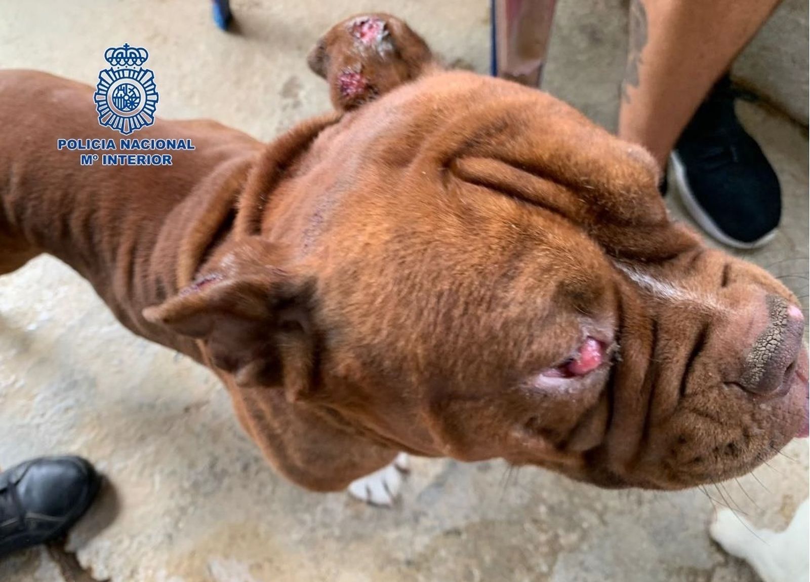 Perro rescatado en un criadero ilegal en Málaga