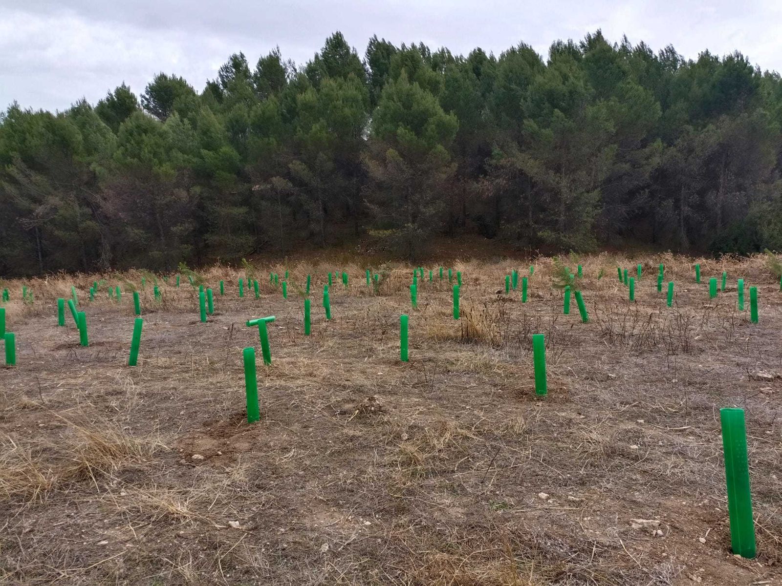 Tubos protectores con los ejemplares plantados en un antiguo vertedero de Ambite