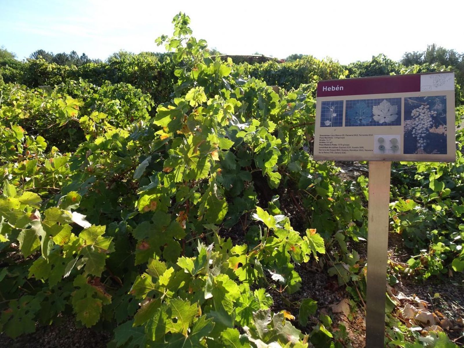 Cepa de la variedad Hebén en las instalaciones del IMIDRA, en Alcalá de Henares